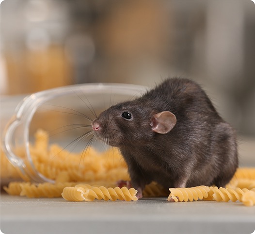 Rodent eating pasta