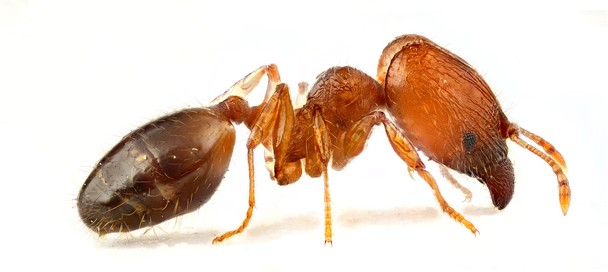 Ecola Termite & Pest Control Ant Closeup 