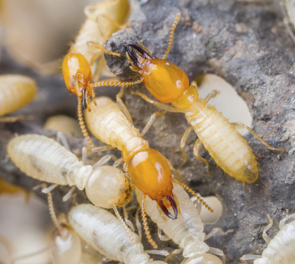 Ecola Termite & Pest Control Termite Group 