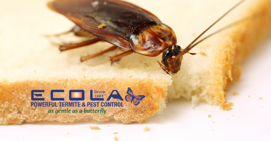 Ecola Termite & Termite Pest Control Cockroach Eating Bread
