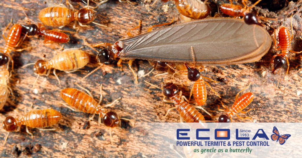 Ecola Termite & Pest Control Termite Queen 