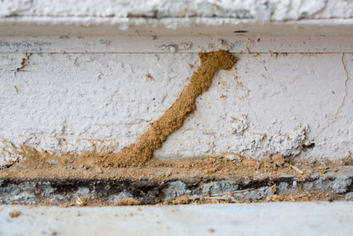 Ecola Termite & Pest Control Termite Mud Tube