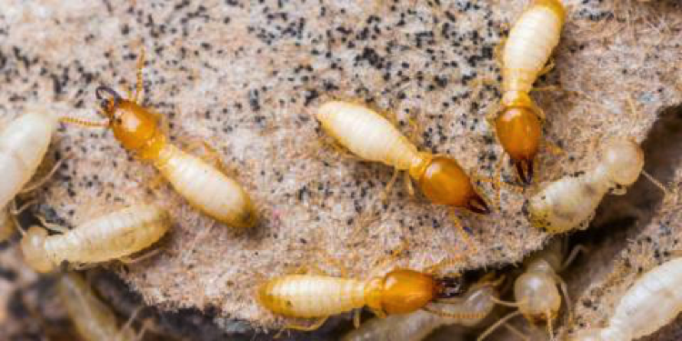 Ecola Termite & Pest Control Termites