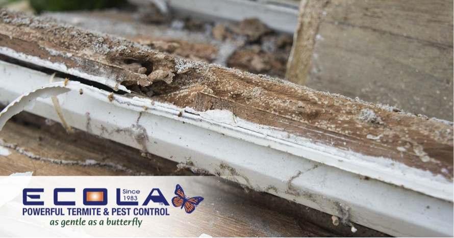 Ecola Termite & Pest Control Gutter