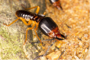 Ecola Termite & Pest Control Termite Closeup