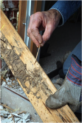 Ecola Termite & Pest Control Termite Damage 