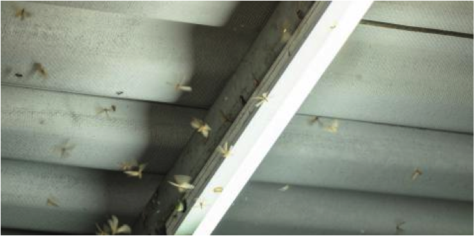 Ecola Termite & Pest Control Swarmers