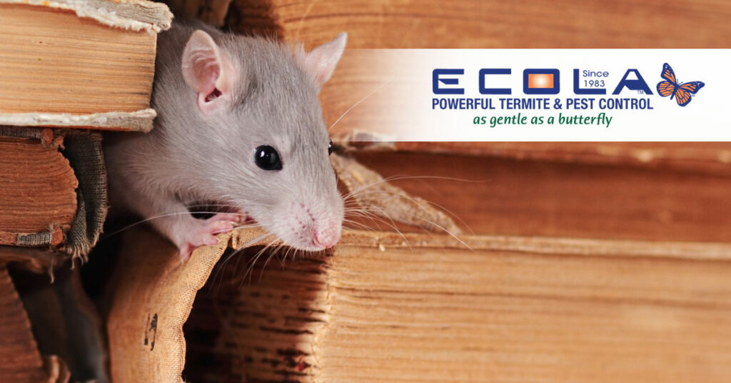 Ecola Termite and Pest Control - Do Rodents Really Love Cheese?