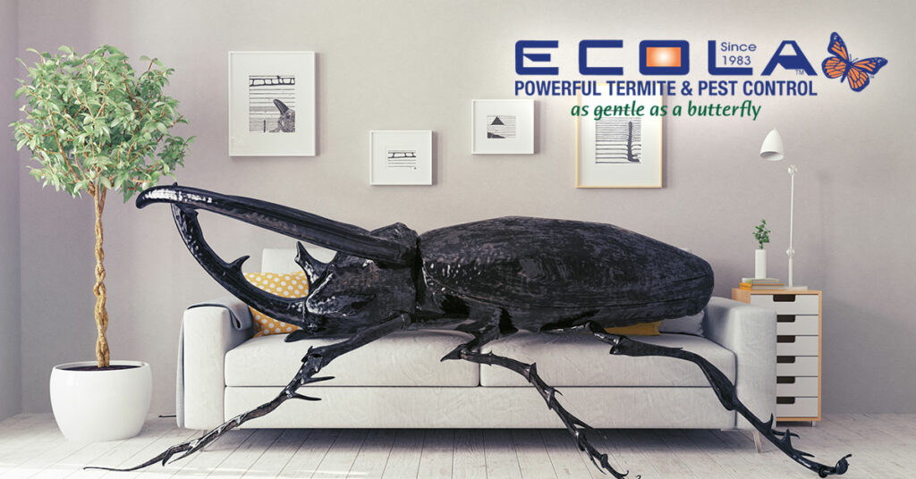 ECOLA Termite & Pest Control Couch Beetle 