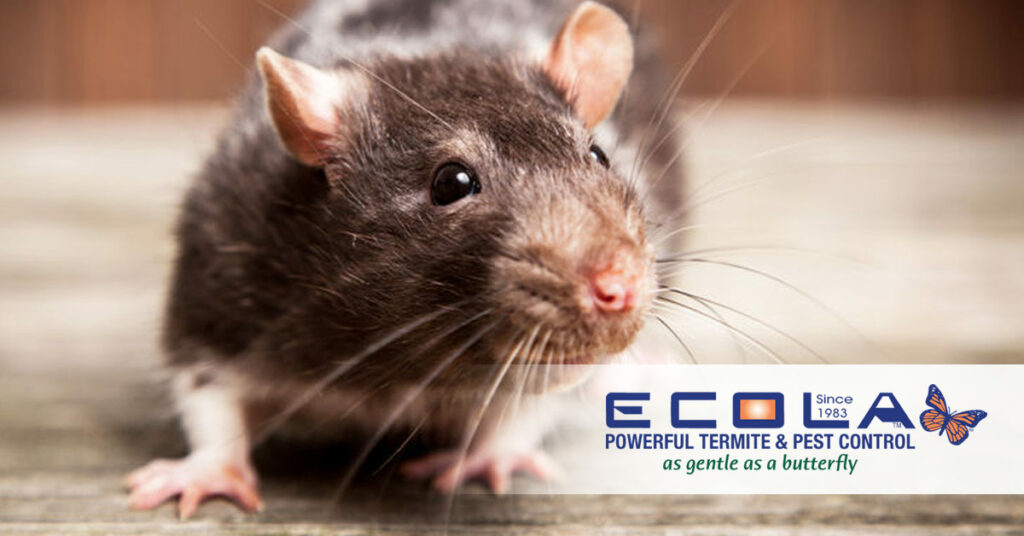 ECOLA Termite & Pest Control Brown Rat