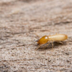 termite, termite control