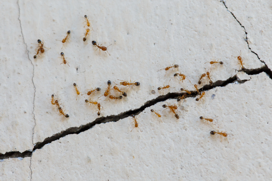 Ants, ant infestation, ant problem, remove ants