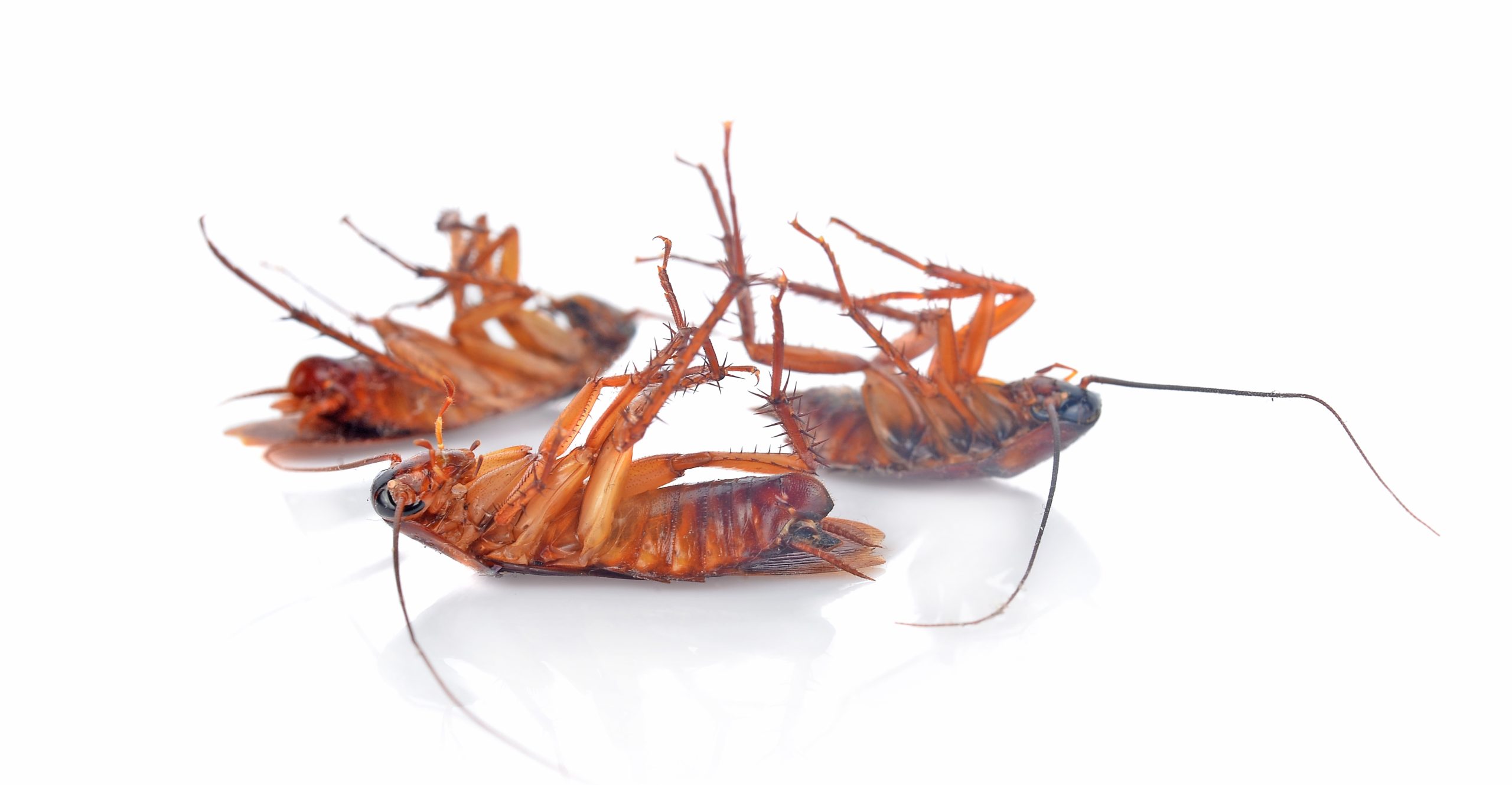 How to Tell If You Have a Cockroach Infestation